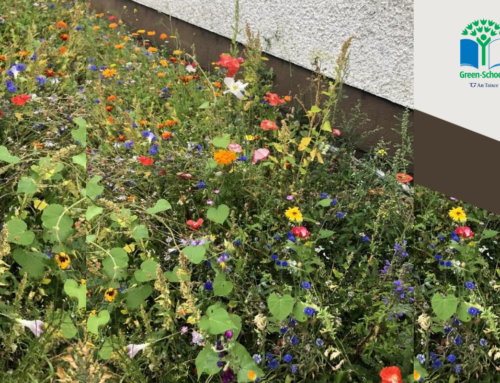 Scoil an Spioraid Naoimh Case Study